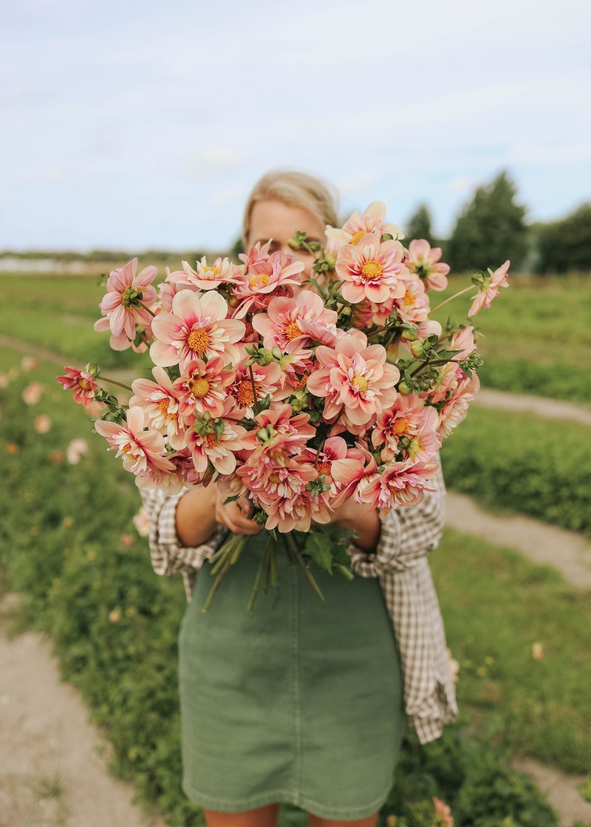 Dahlia - Rhubarb & Custard