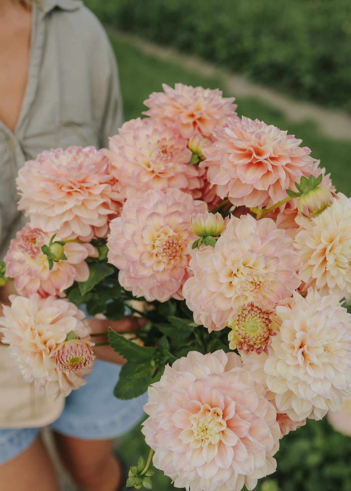 Dahlia - Staburadze