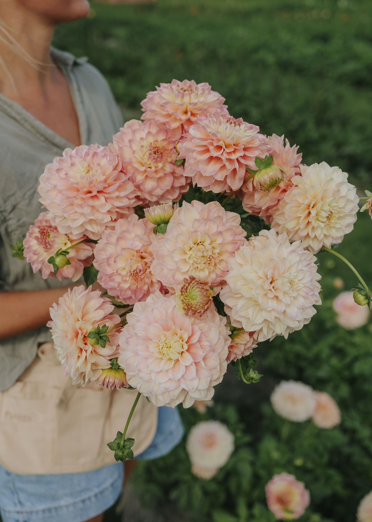 Dahlia - Staburadze