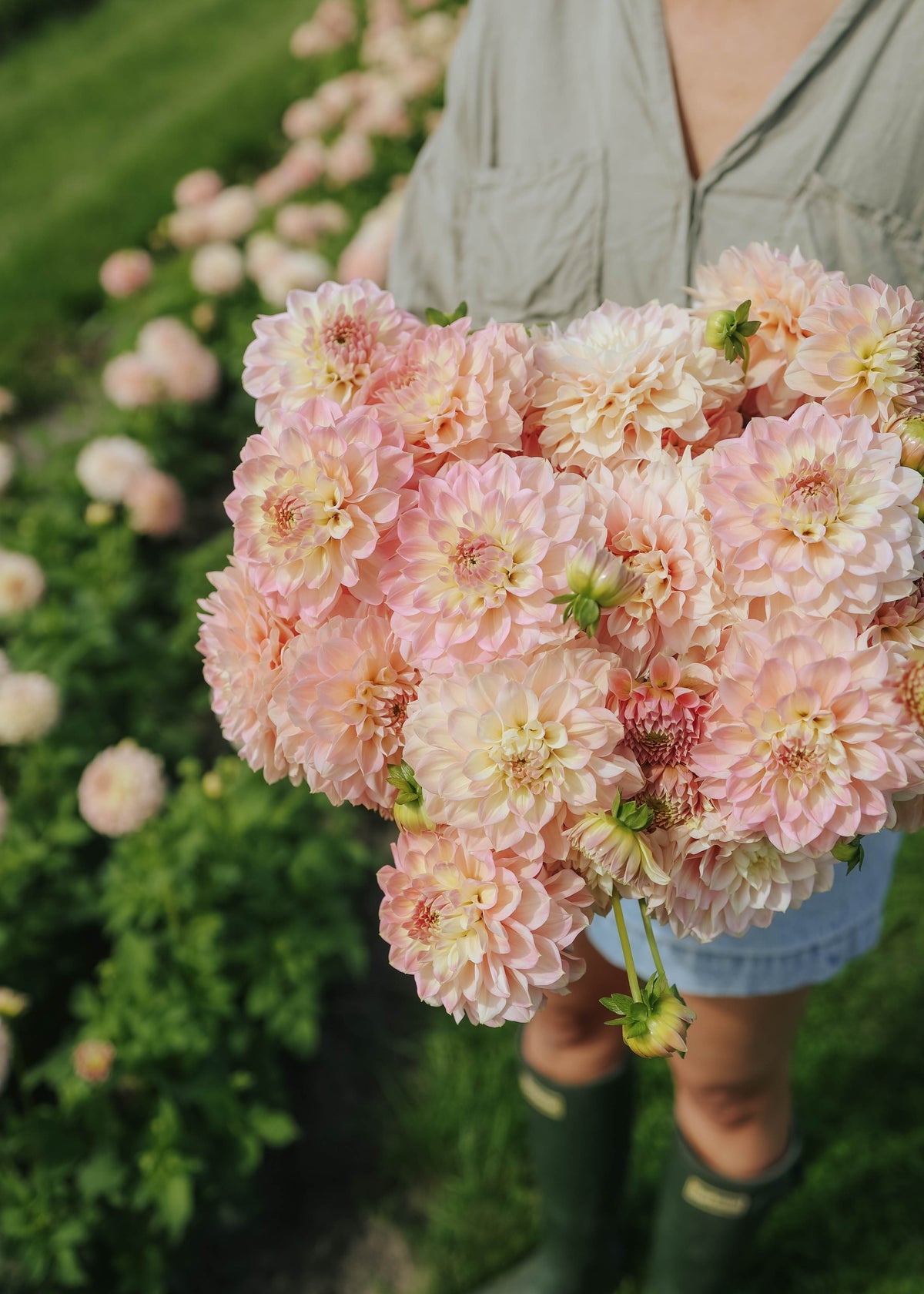 Dahlia - Staburadze