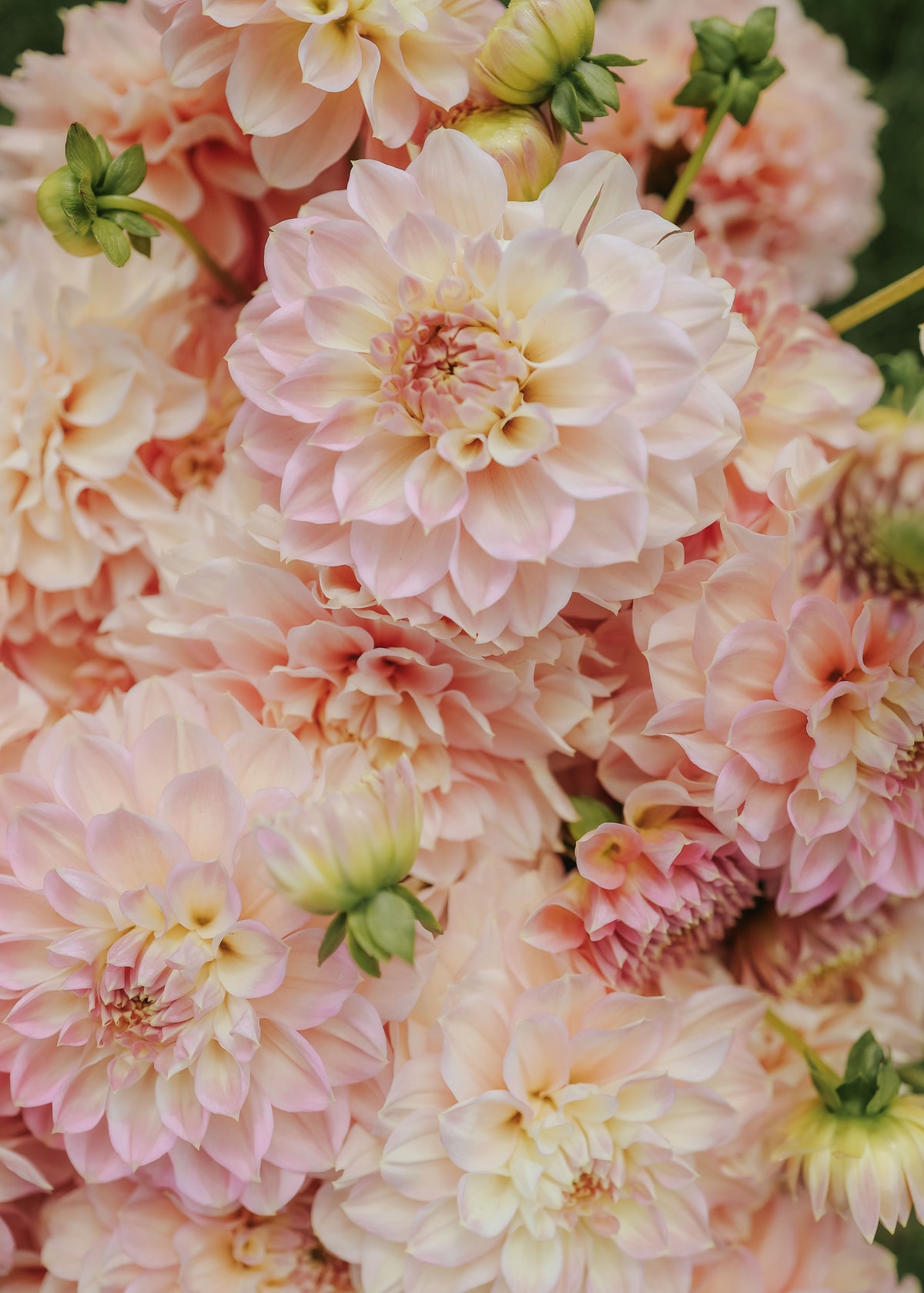 Dahlia - Staburadze