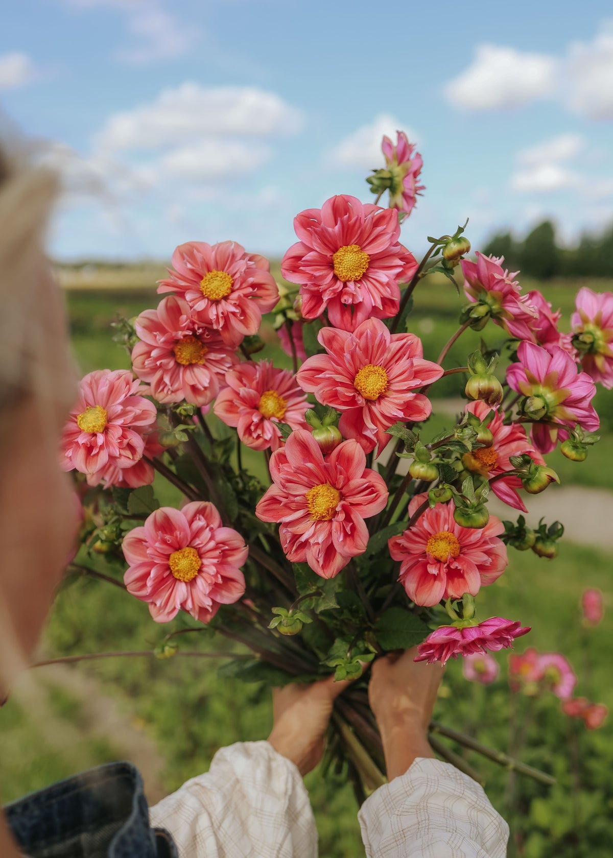 Dahlia - Strawberry Bon Bon