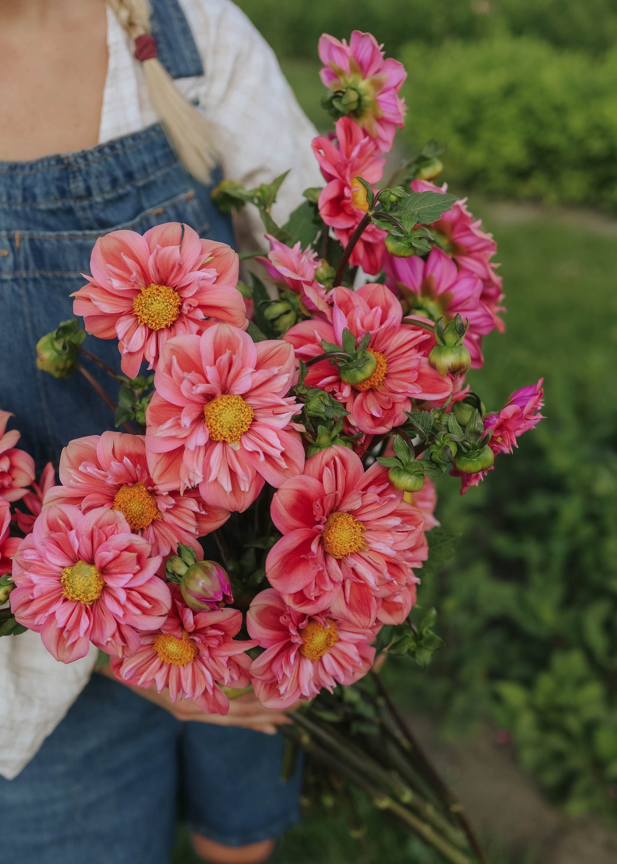 Dahlia - Strawberry Bon Bon