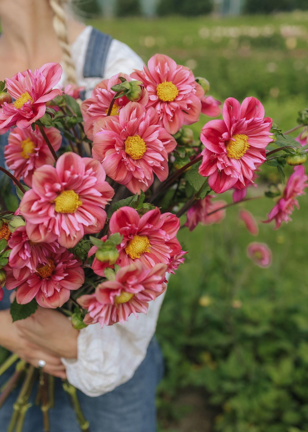 Dahlia - Strawberry Bon Bon