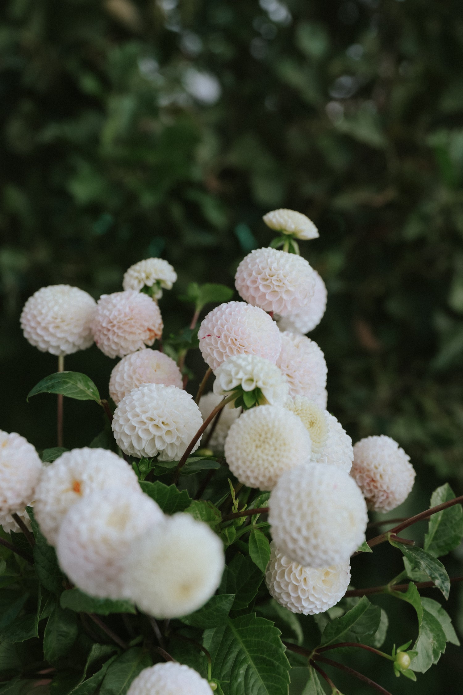 Dahlie - Small World