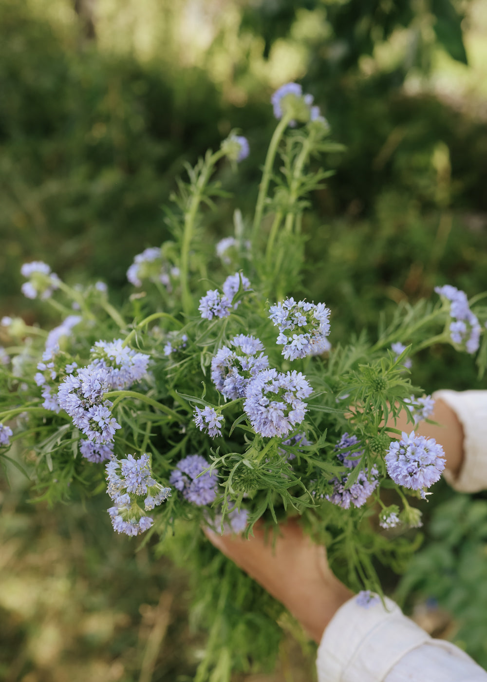 Gilia seeds