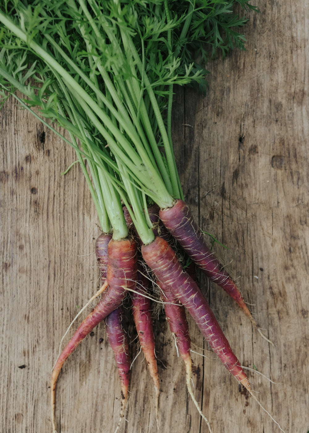 新品 HYPER Carrots 東芝 Carrot seeds - Purple Haze F1 - buy seeds online – Florea Garden