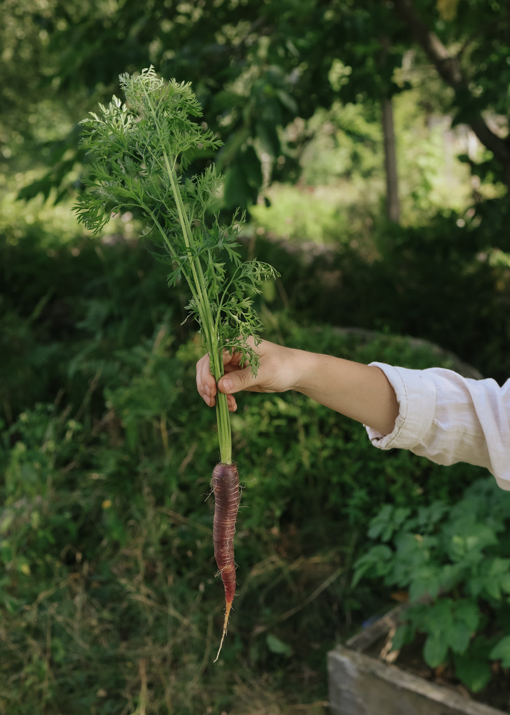 Morot - Purple Haze F1