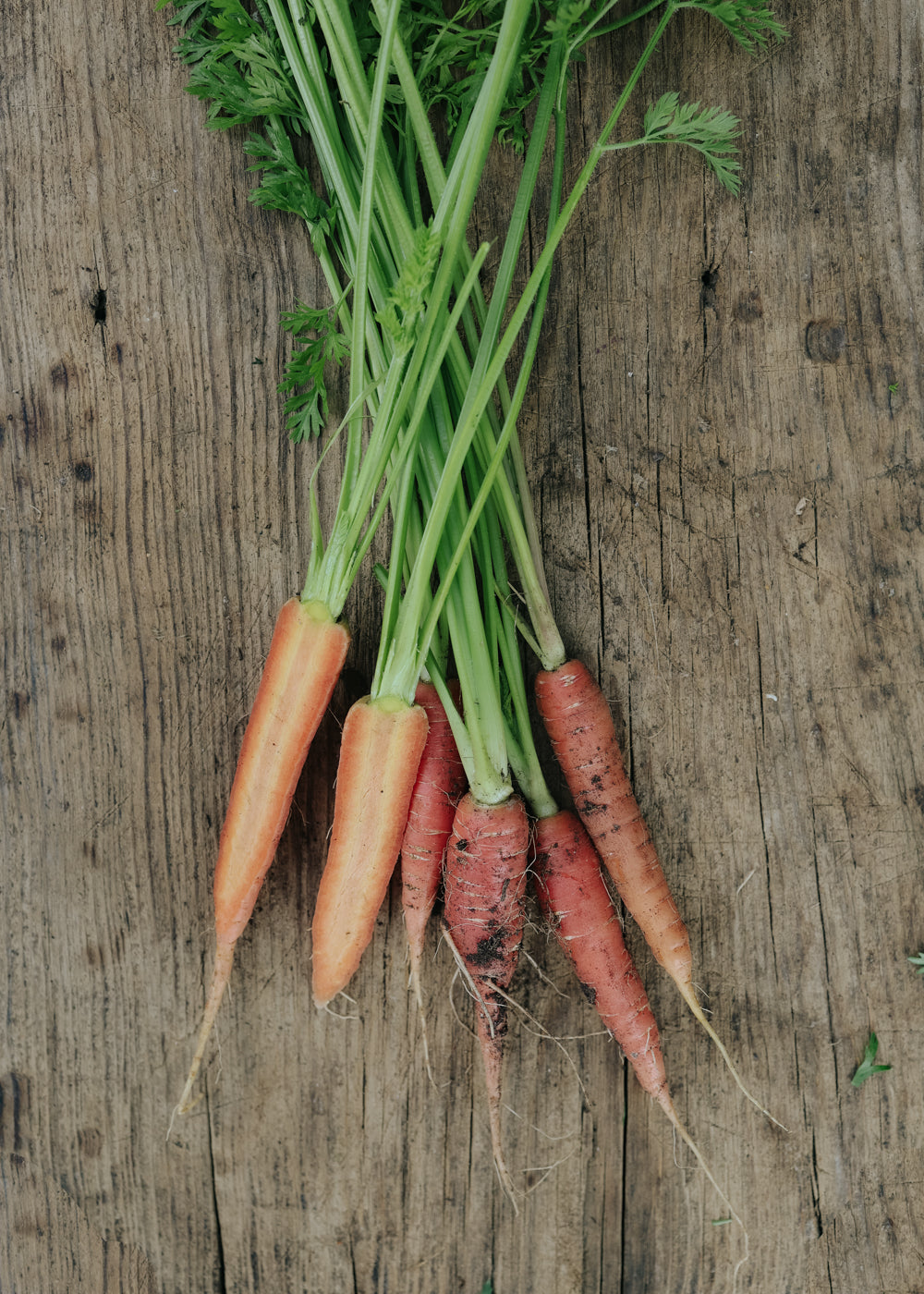 Karotte - Red Sun F1