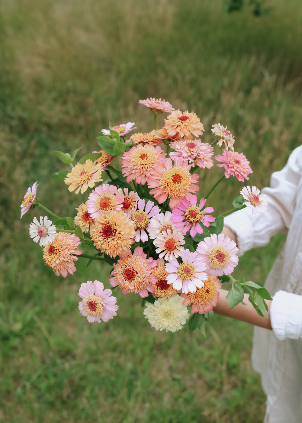 Zinnia - Cresto Apricot & cream
