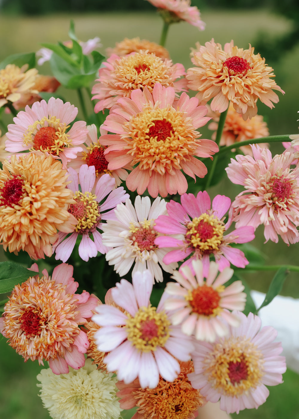 Zinnia - Cresto Apricot & cream