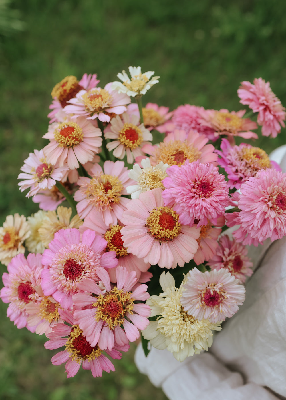 Zinnia - Cresto Peachy Pink