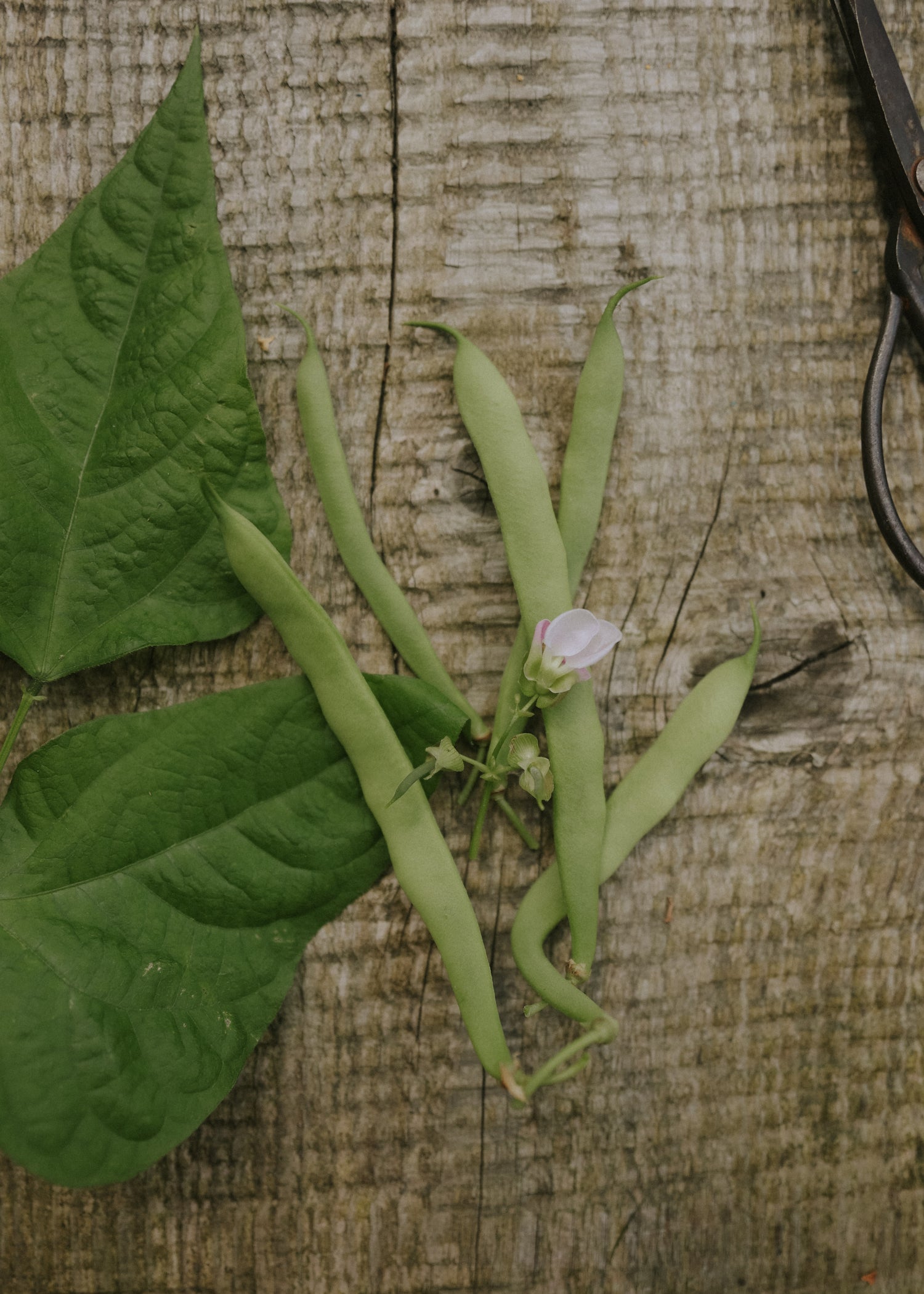 Svensk Skärböna - Ståstorp