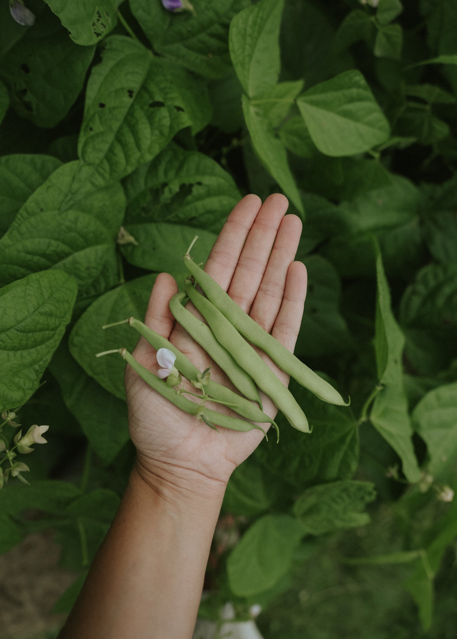 Svensk Skärböna - Ståstorp
