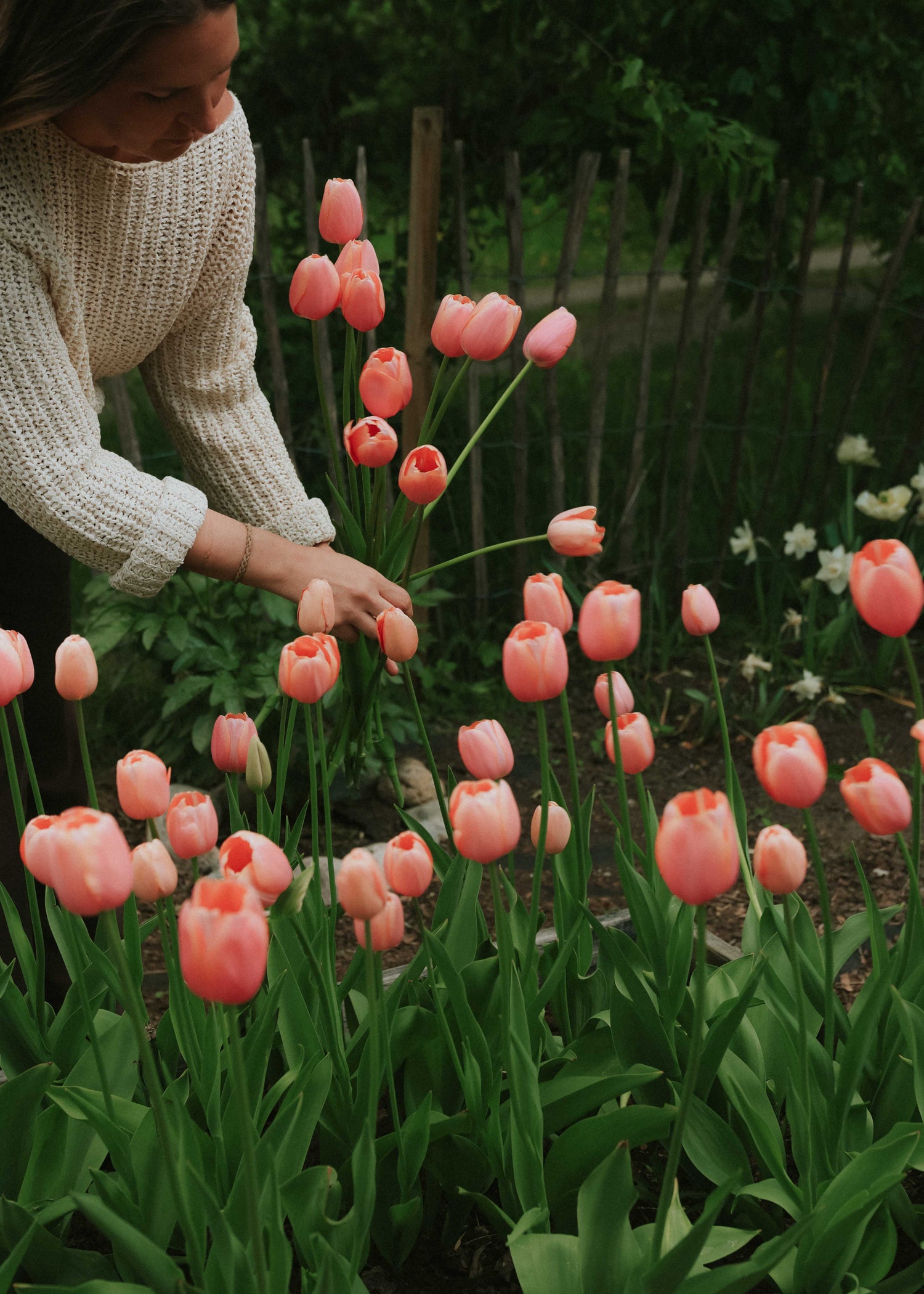 Tulpe - Menton