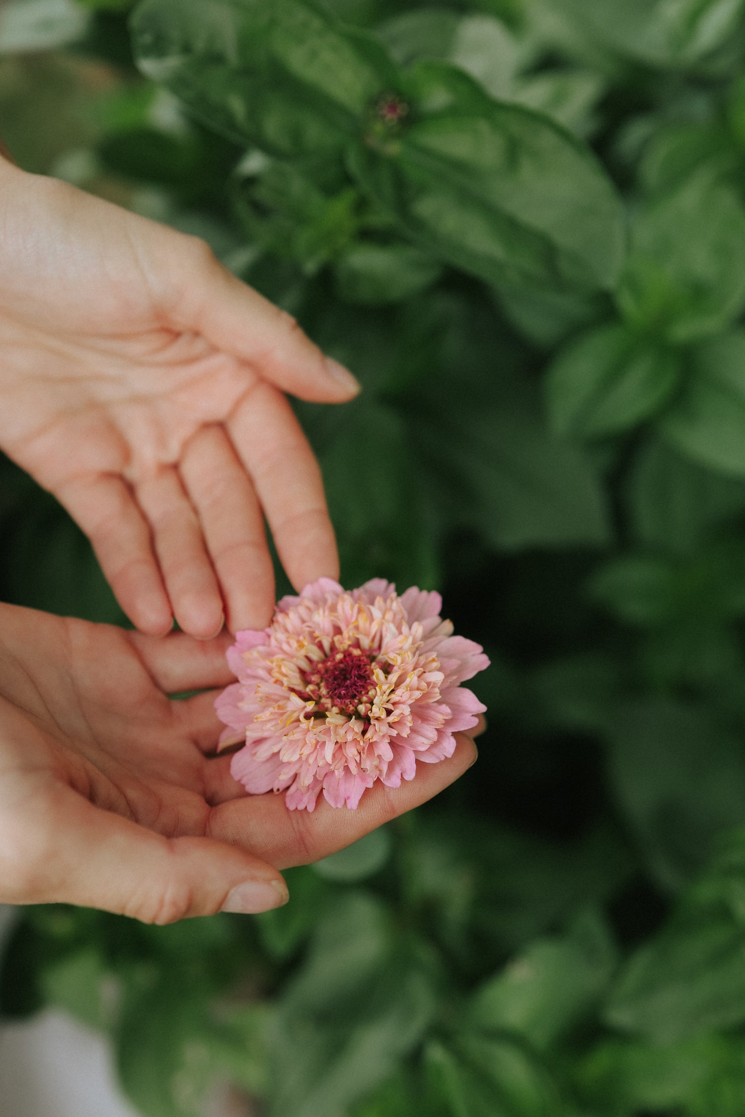 Zinnia - Cresto Peachy Pink