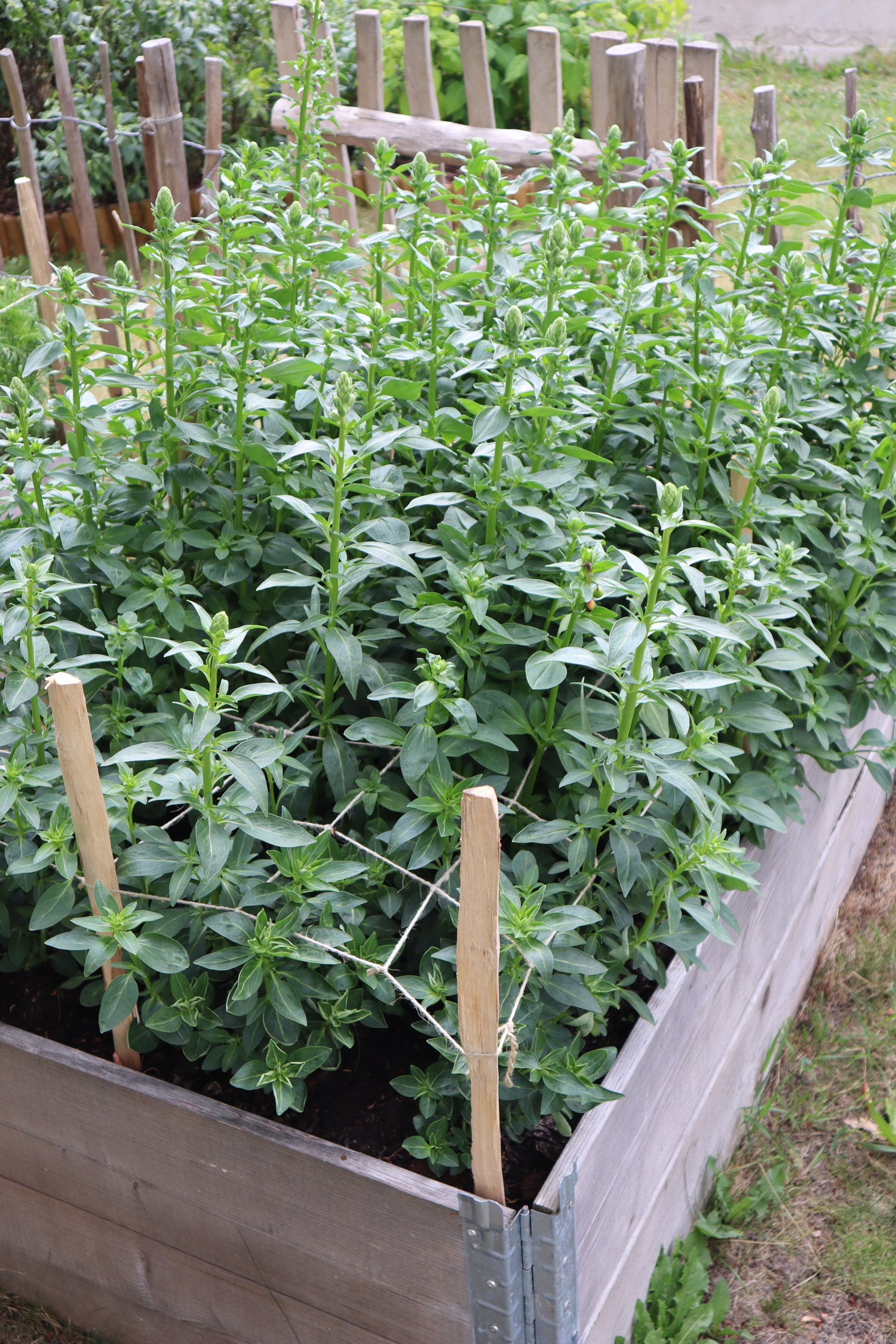 Schnittblumen-Stütznetz aus Jute – 120 × 80 cm