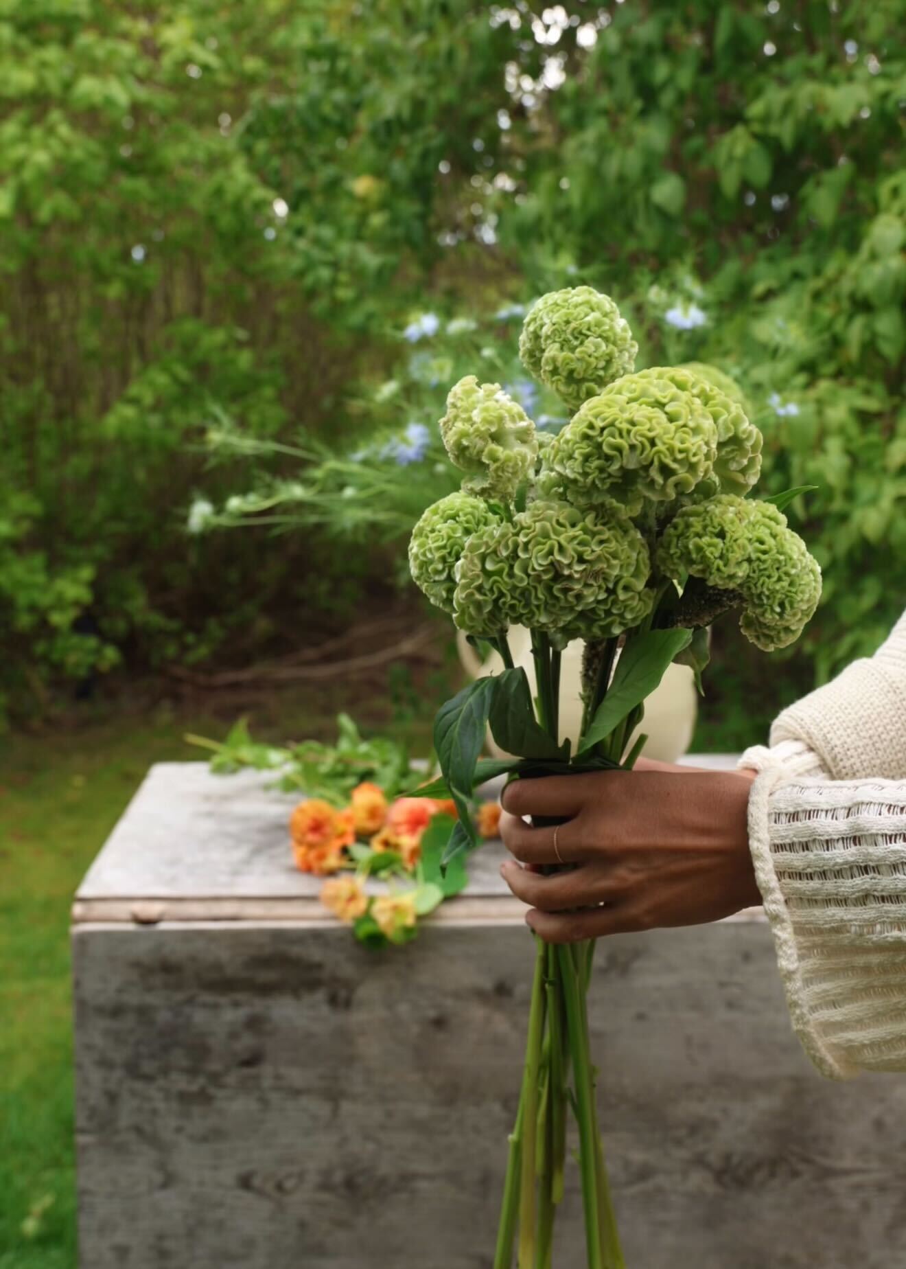 Celosia - Spring Green