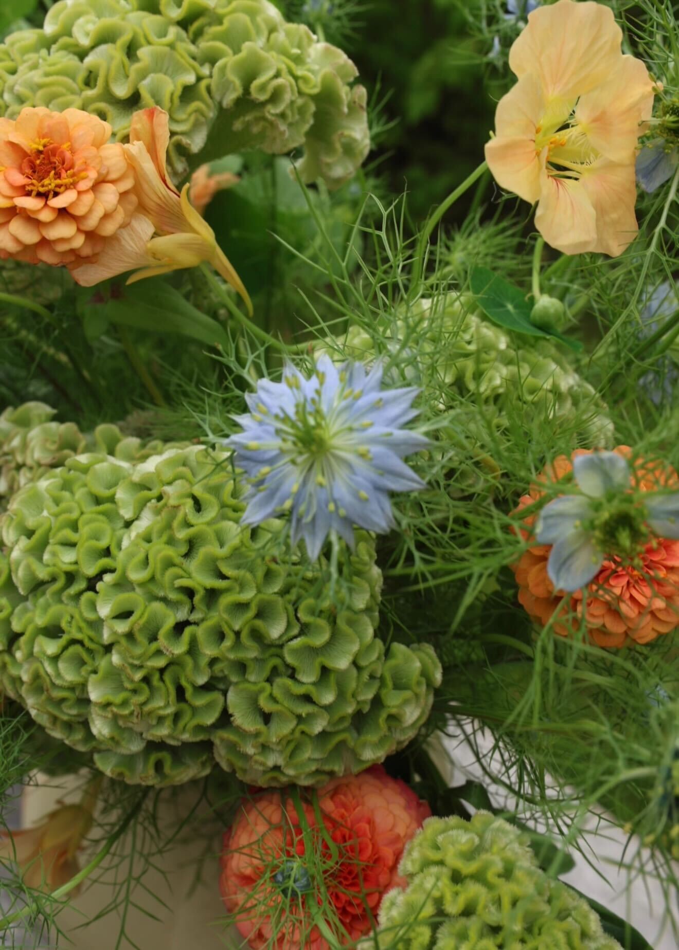 Celosia - Spring Green