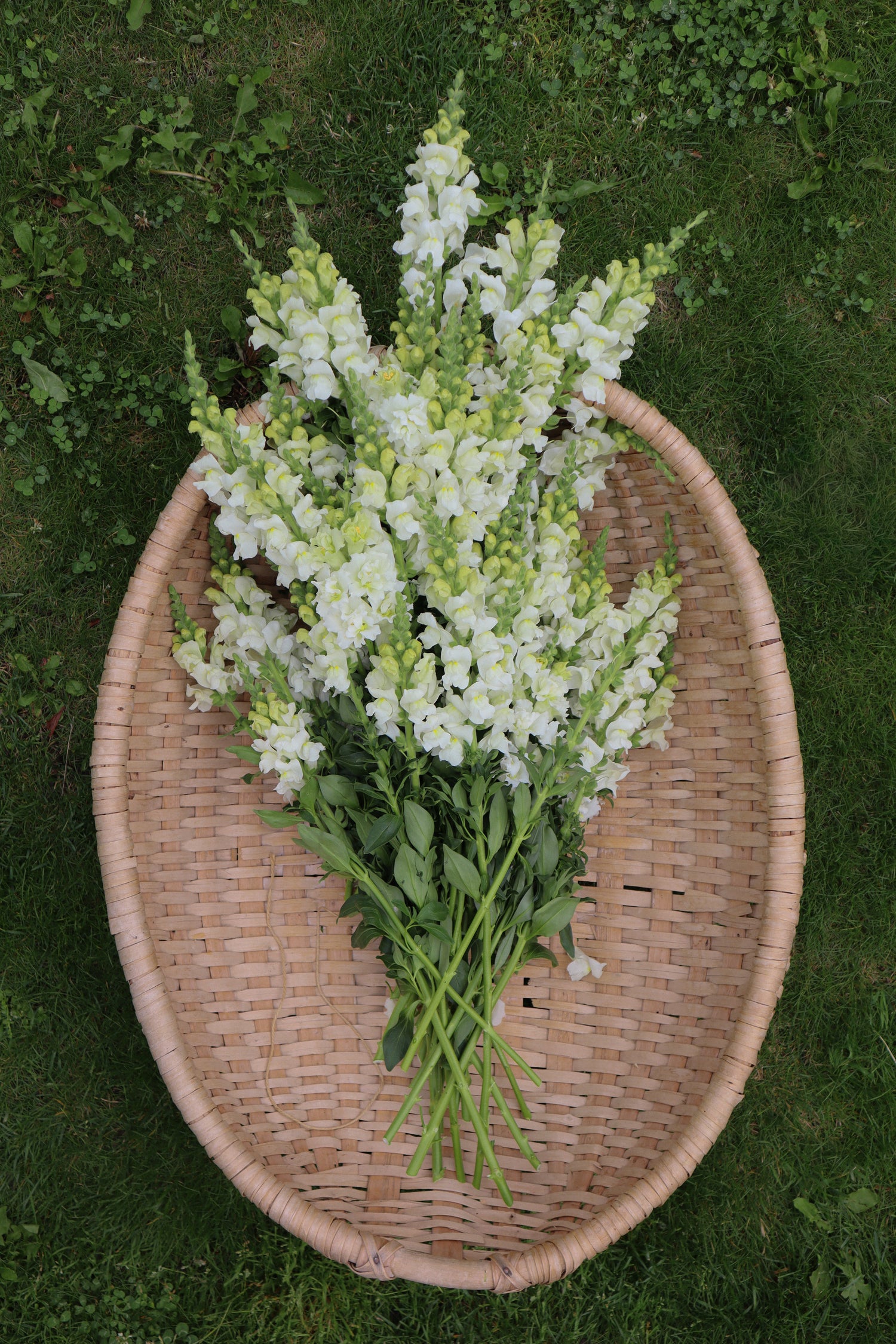 Muflier - Potomac Ivory White