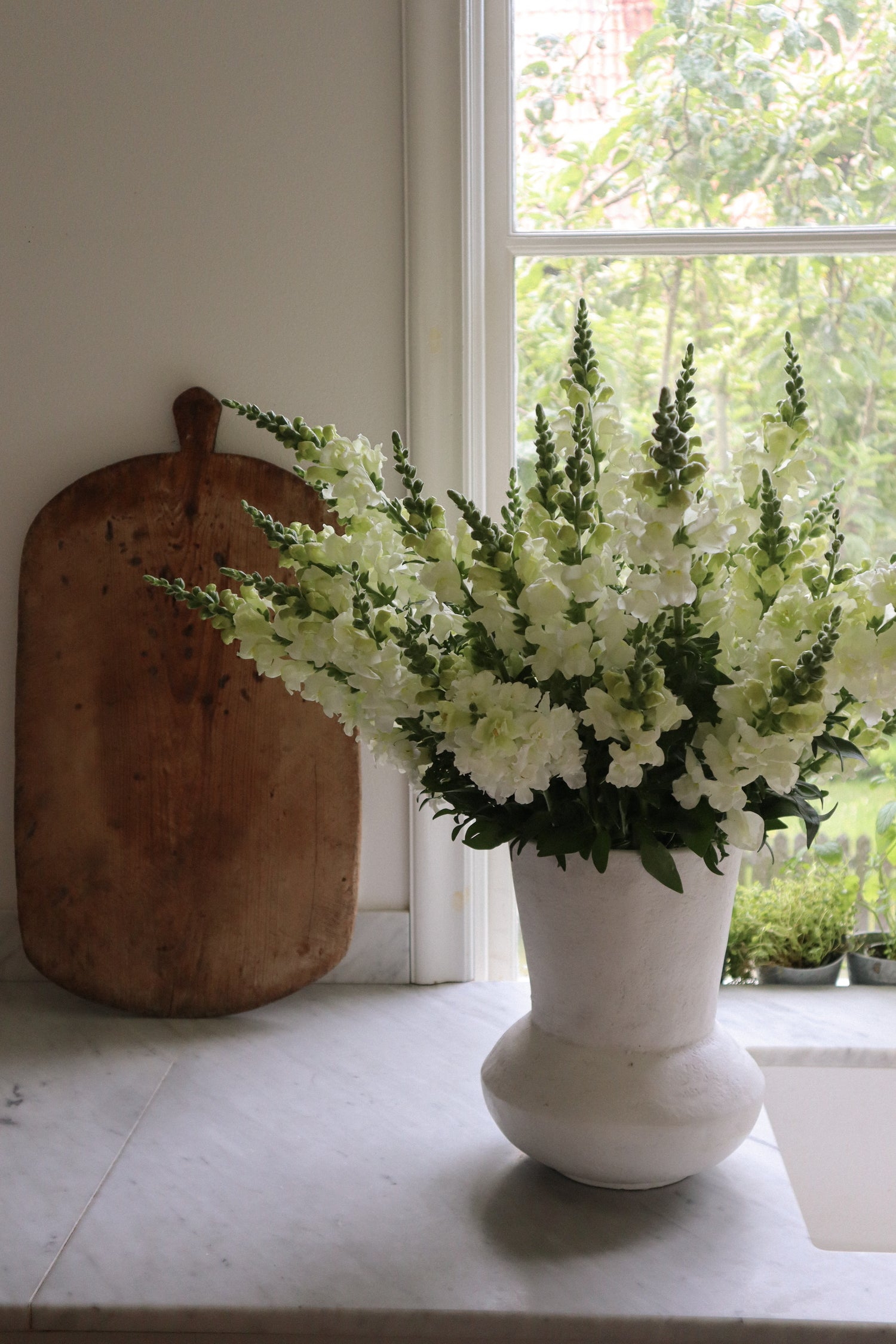 Muflier - Potomac Ivory White