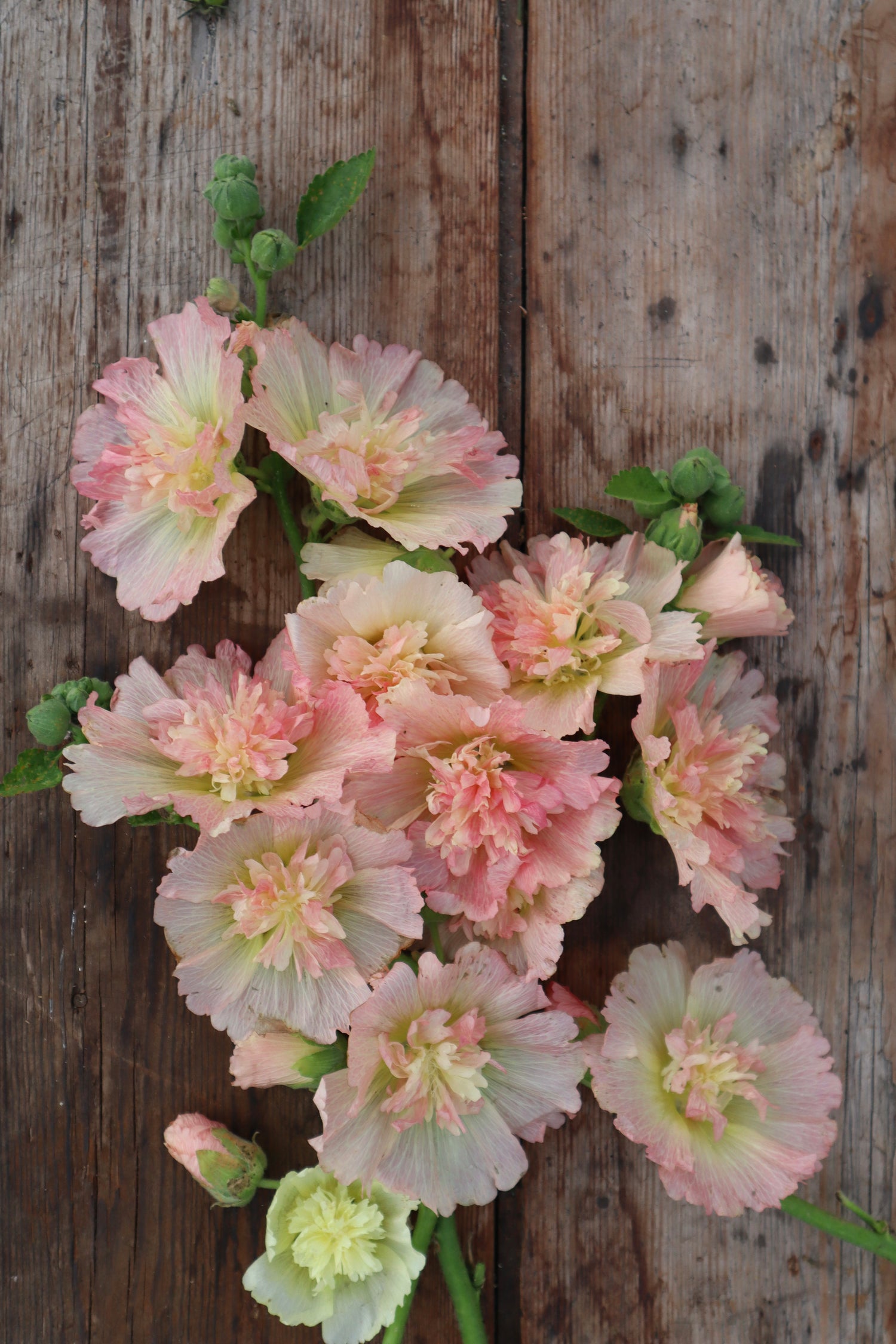 Hollyhock - Spring Celebrities Apricot