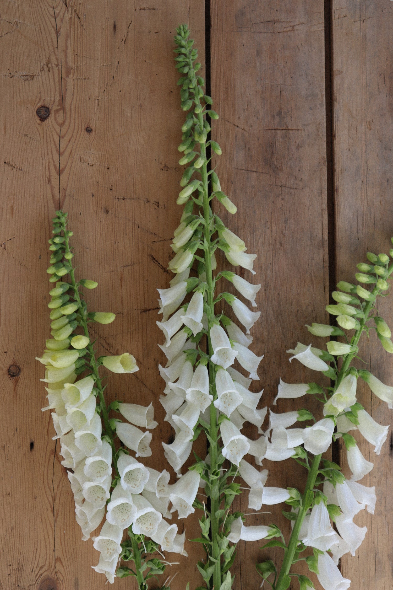 Foxglove - Camelot White