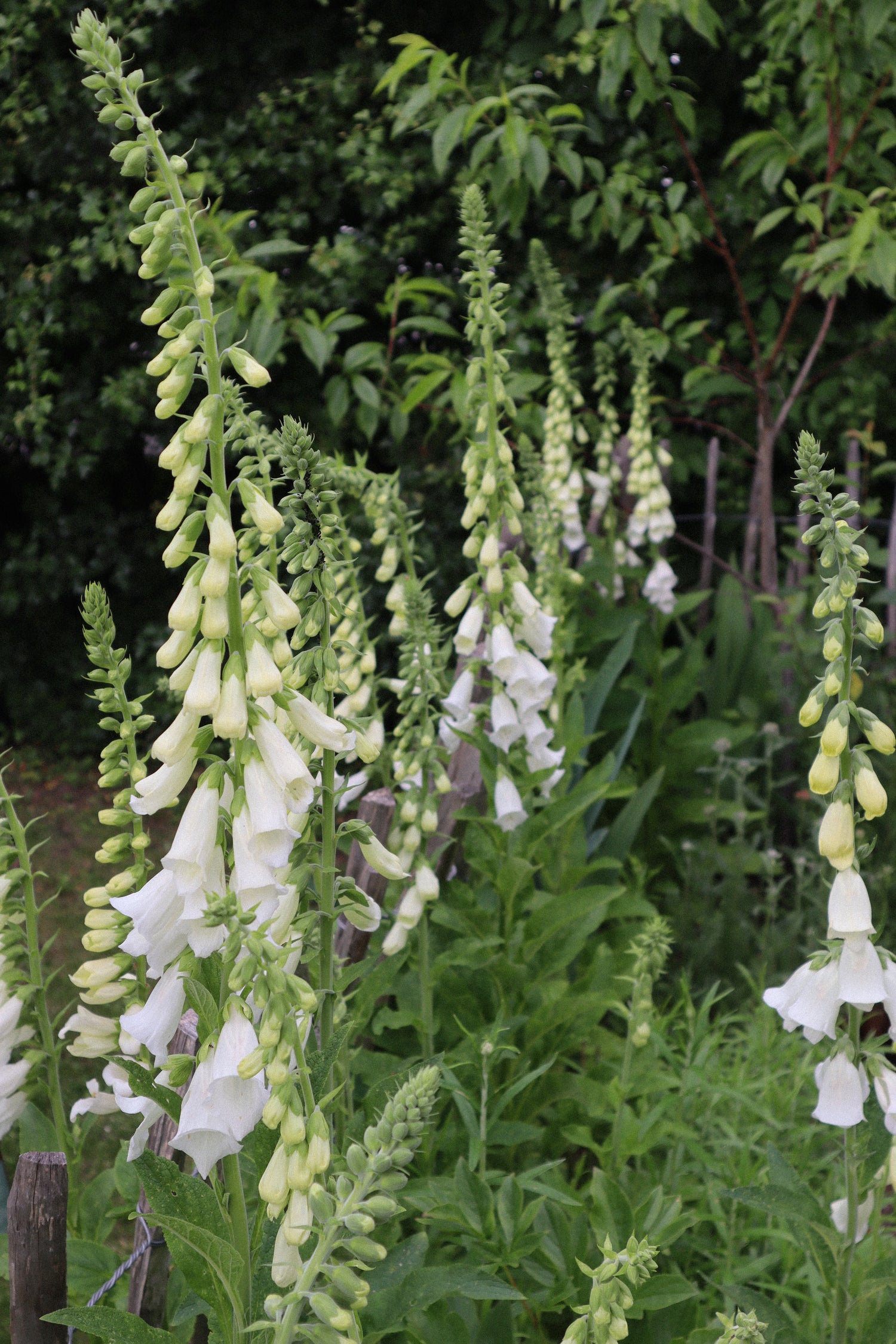Foxglove - Camelot White