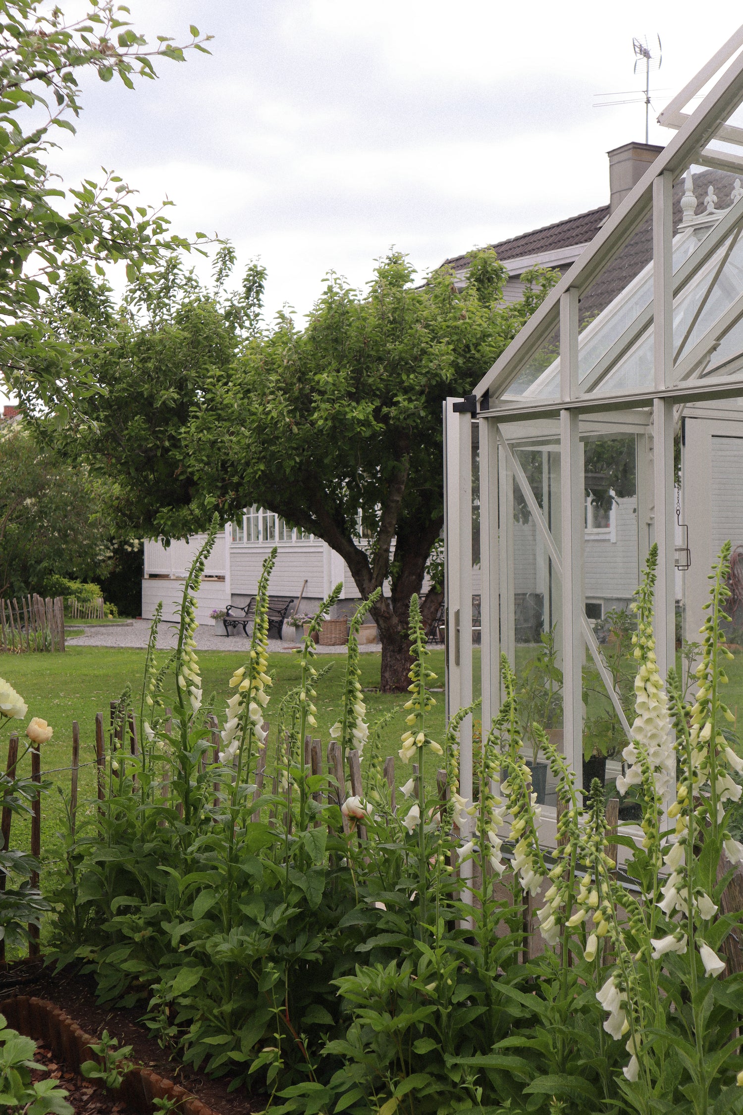 Foxglove - Camelot White