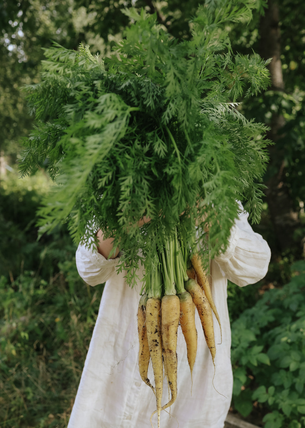 Karotte - Yellowstone