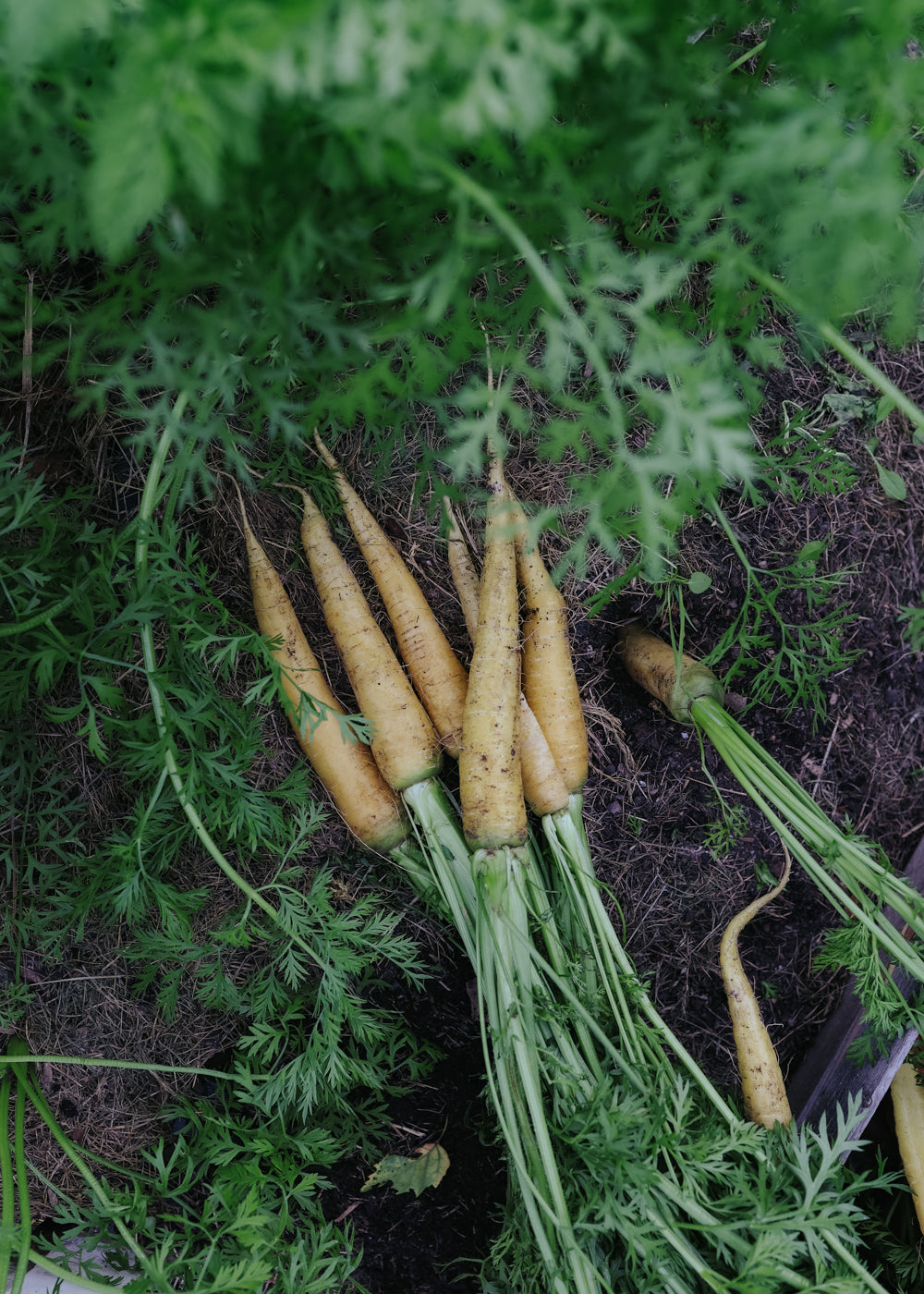 Karotte - Yellowstone