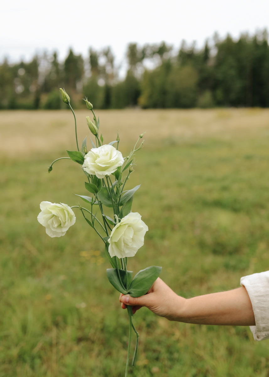 Lisianthus - Mariachi Lime