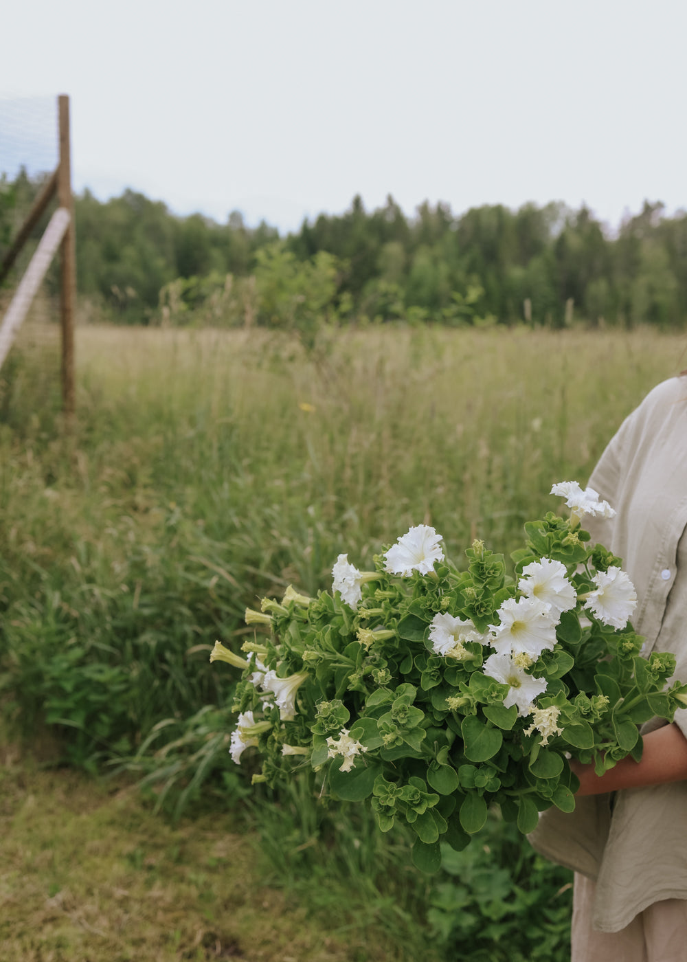 Petunia - White Double F1