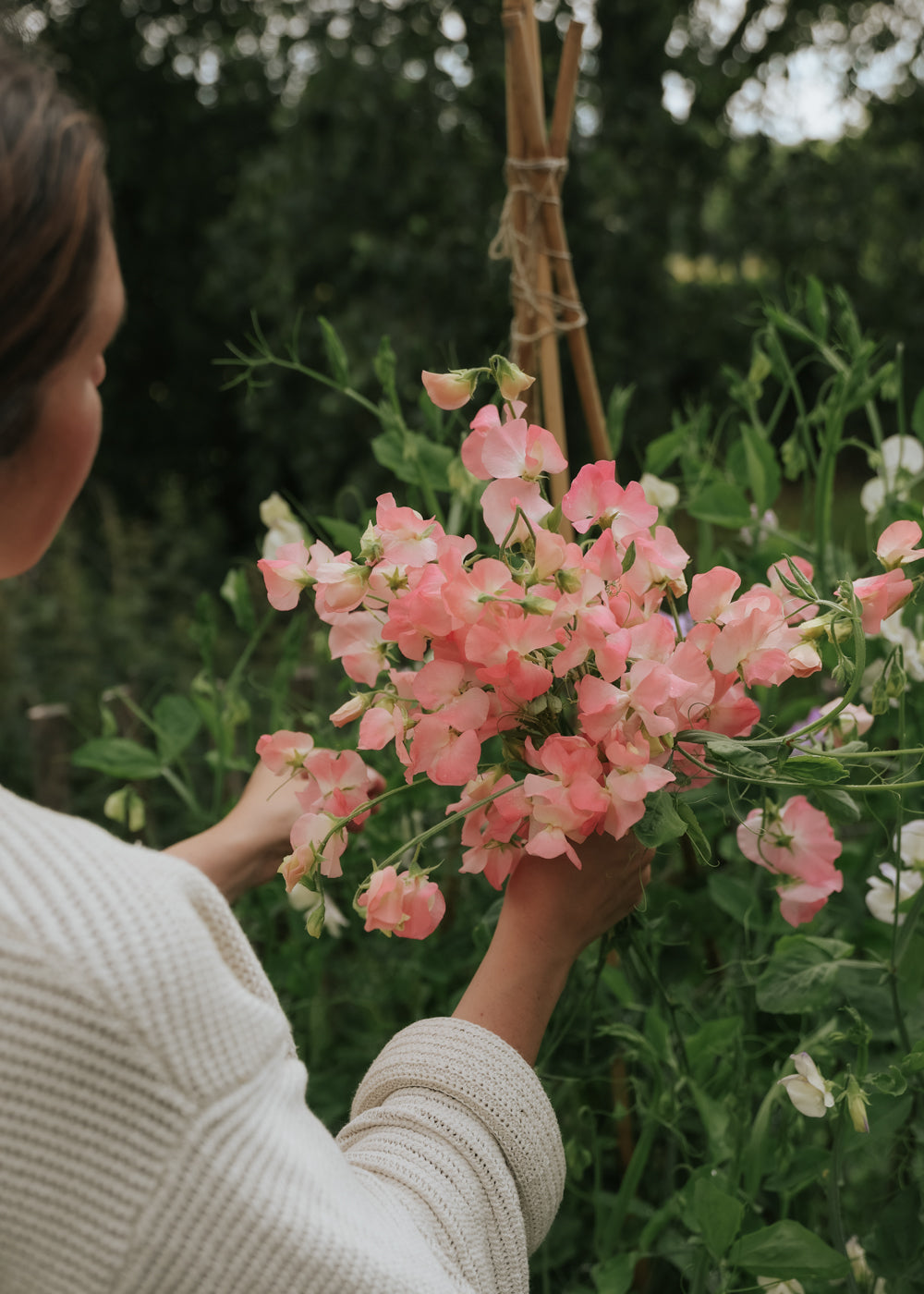 Duftwicke - Spring Sunshine Nancy