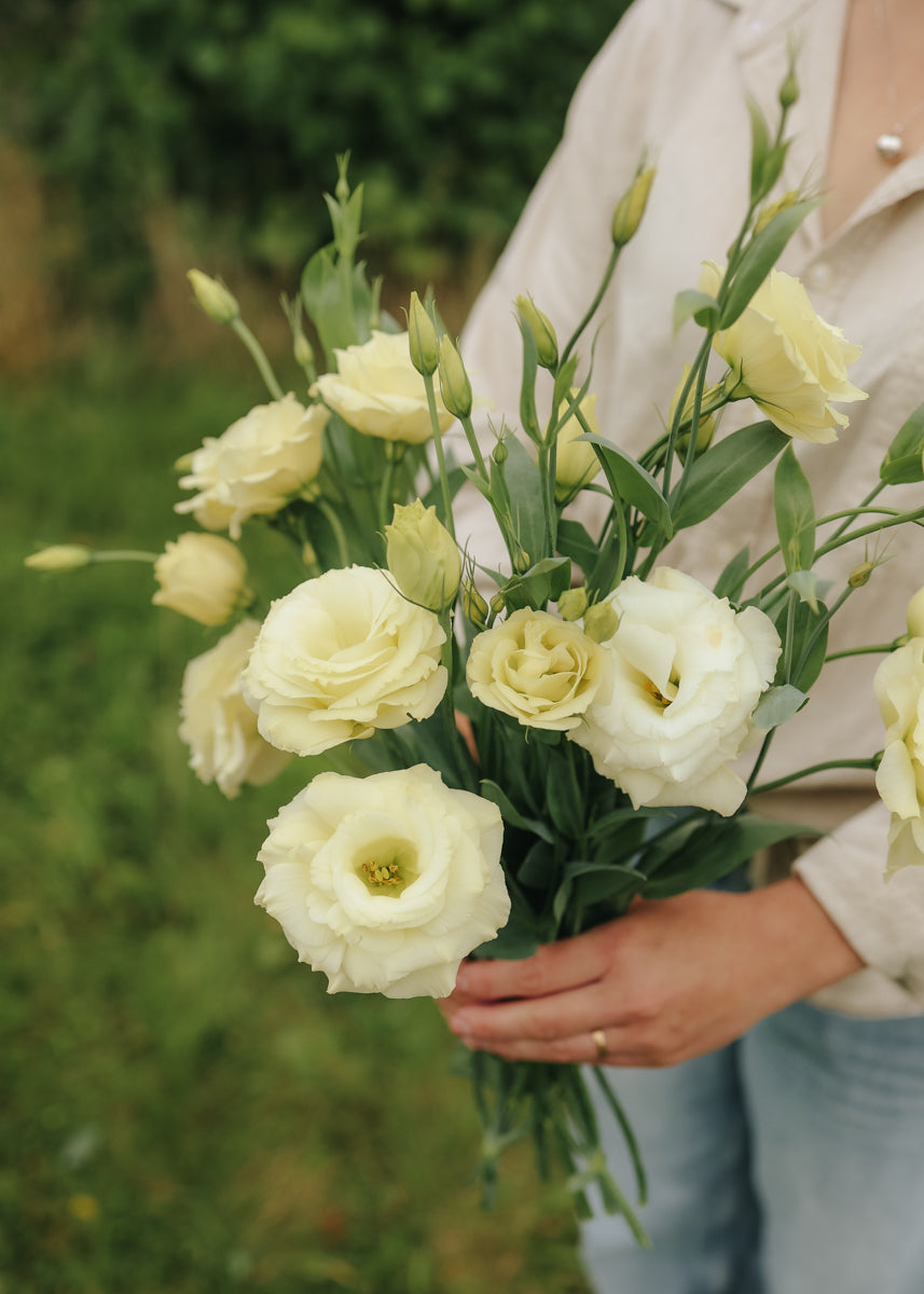 Lisianthus - Mariachi Yellow