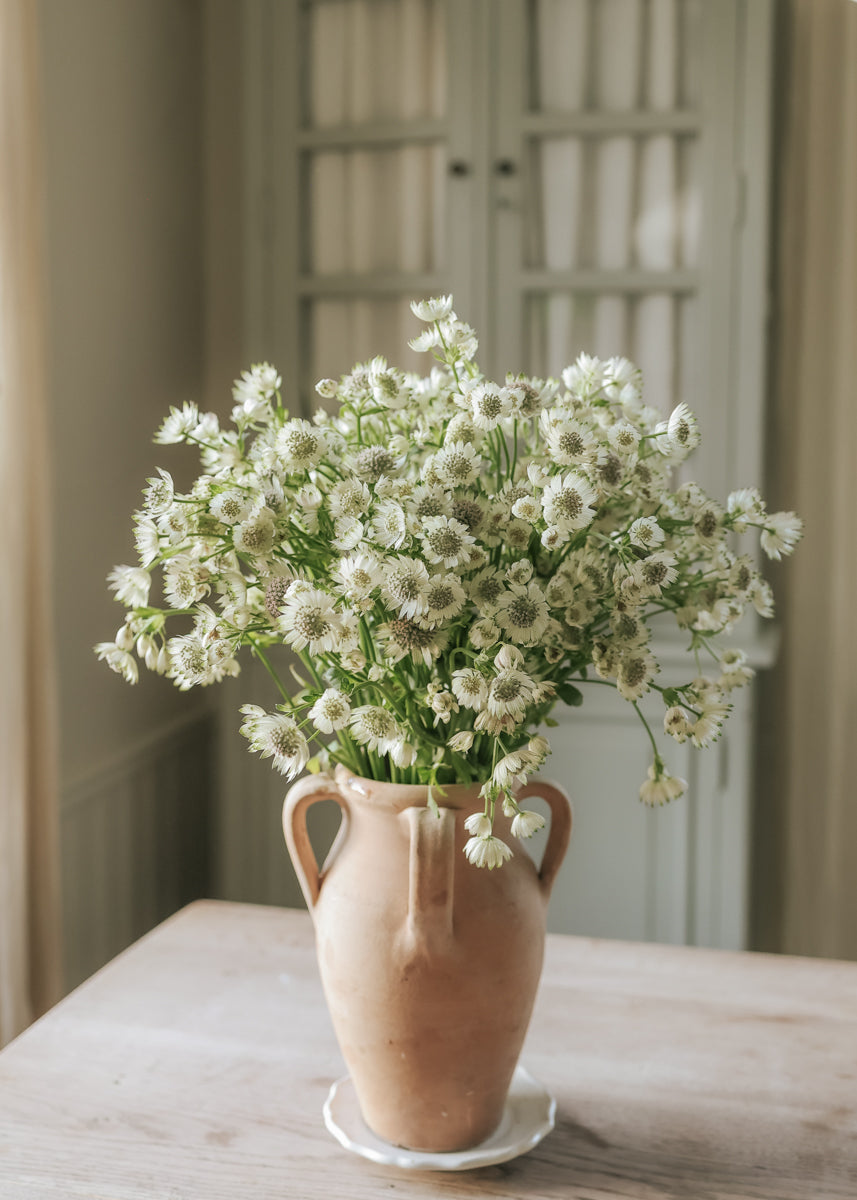 Große Sterndolde - White