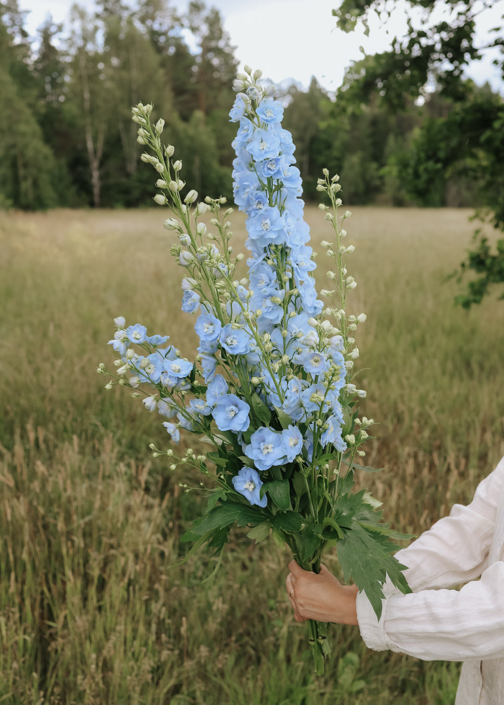 Ritterspor - Candle Light Blue Shades