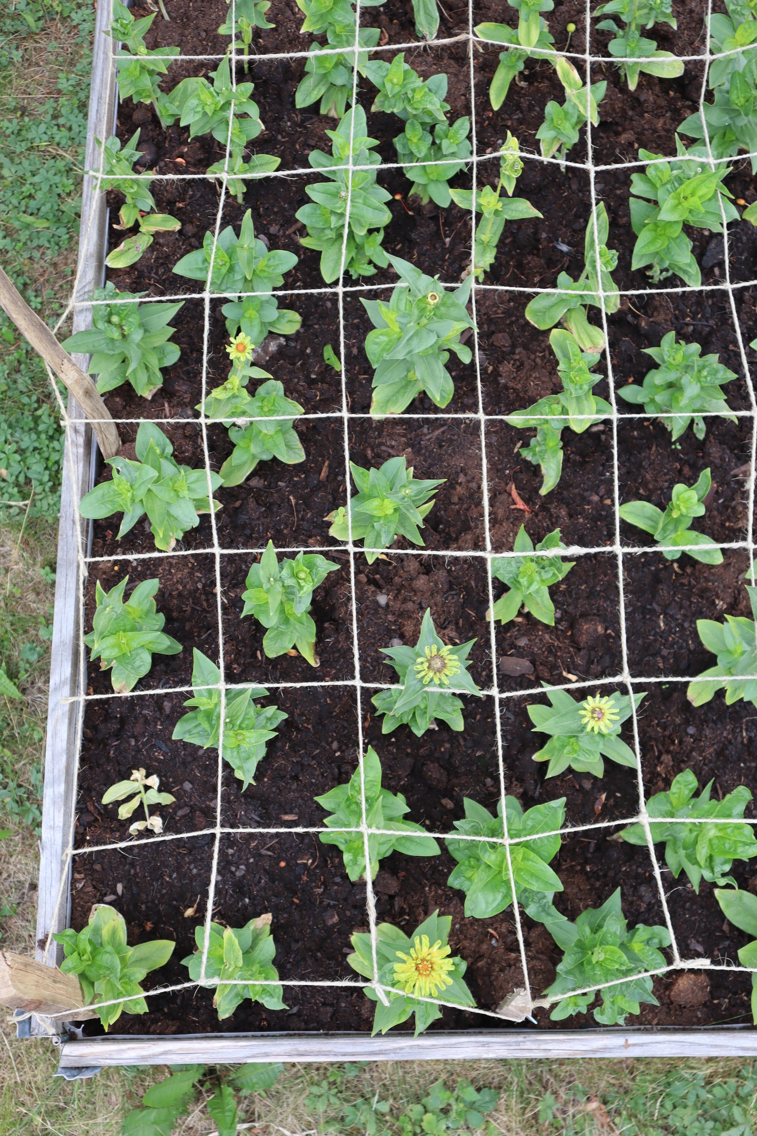 Schnittblumen-Stütznetz aus Jute – 120 × 80 cm