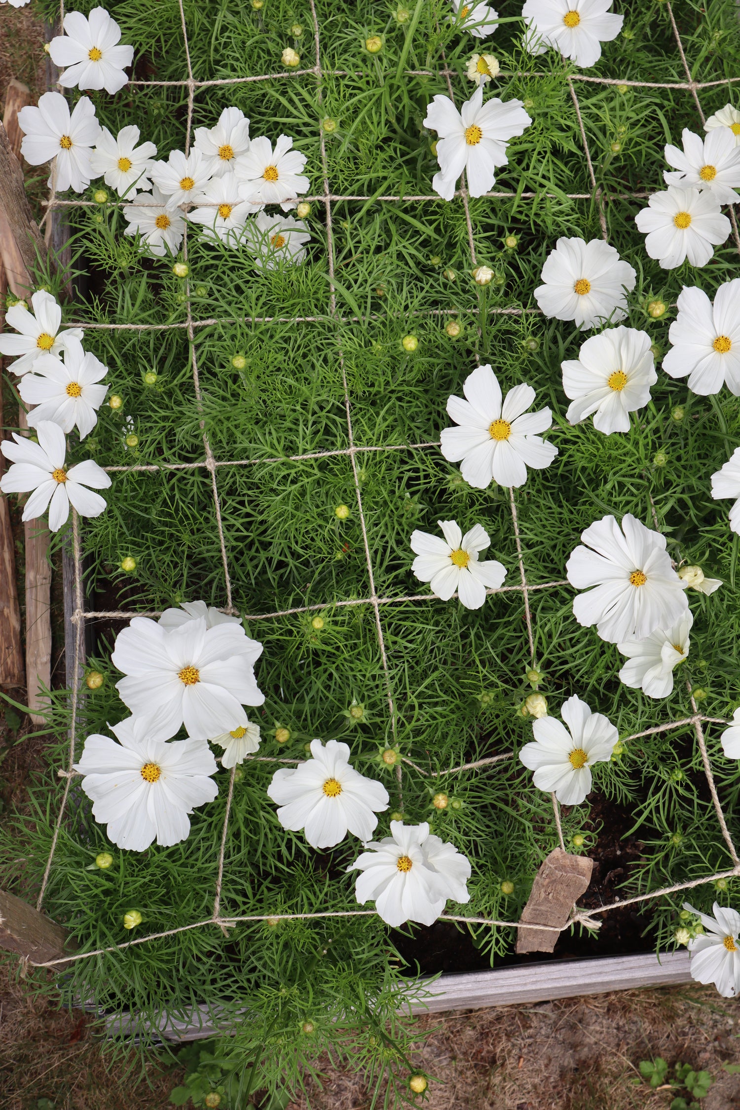 Schnittblumen-Stütznetz aus Jute – 120 × 80 cm