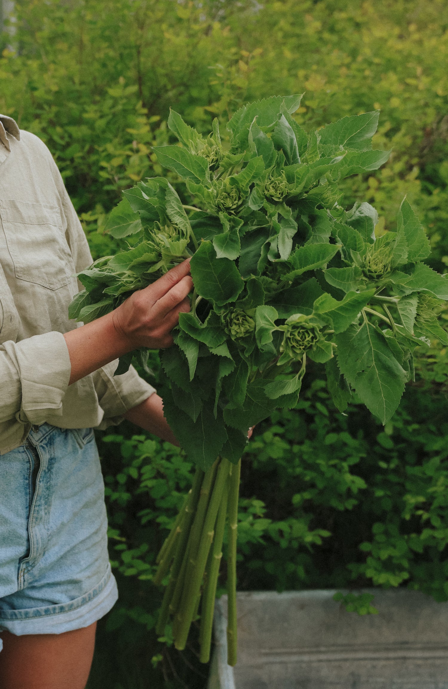 Sonnenblume - Sunfill Green F1