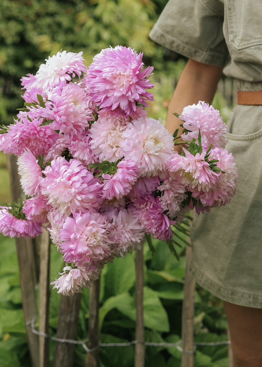 Aster - King Size Appleblossom
