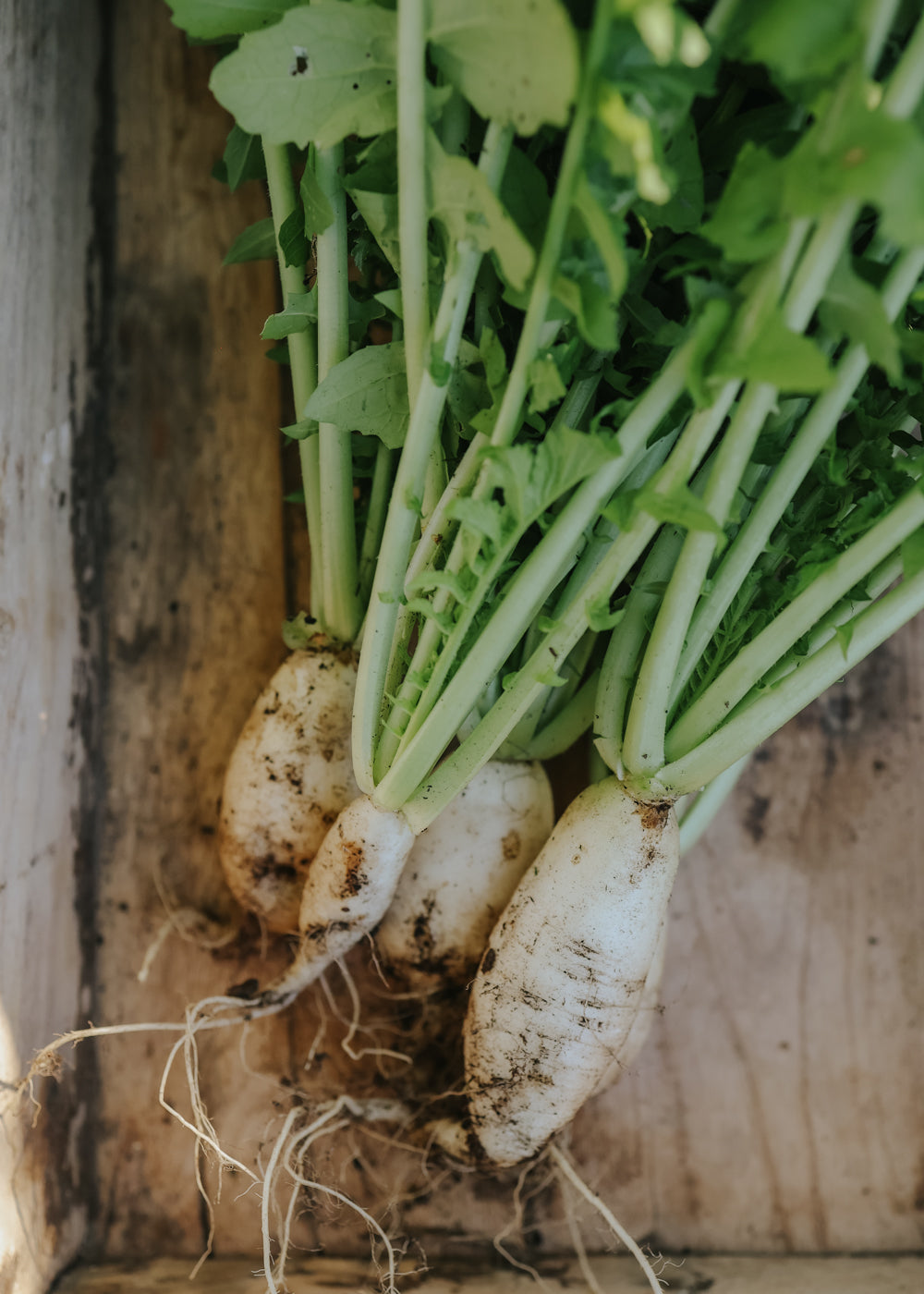 Radieschen - Rammenas Icon