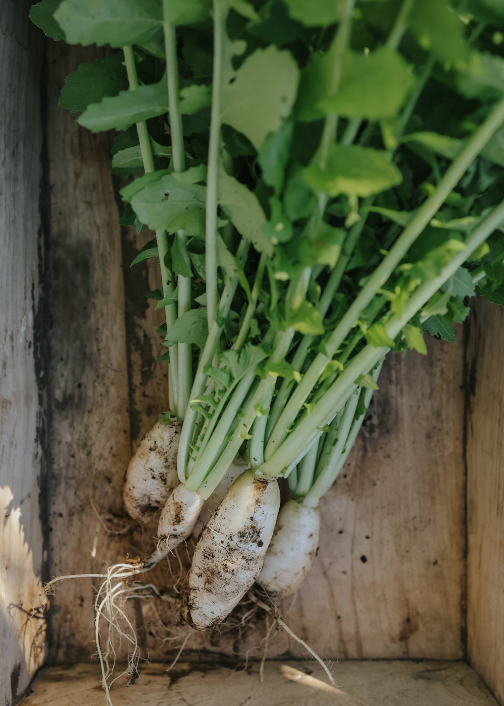 Radieschen - Rammenas Icon