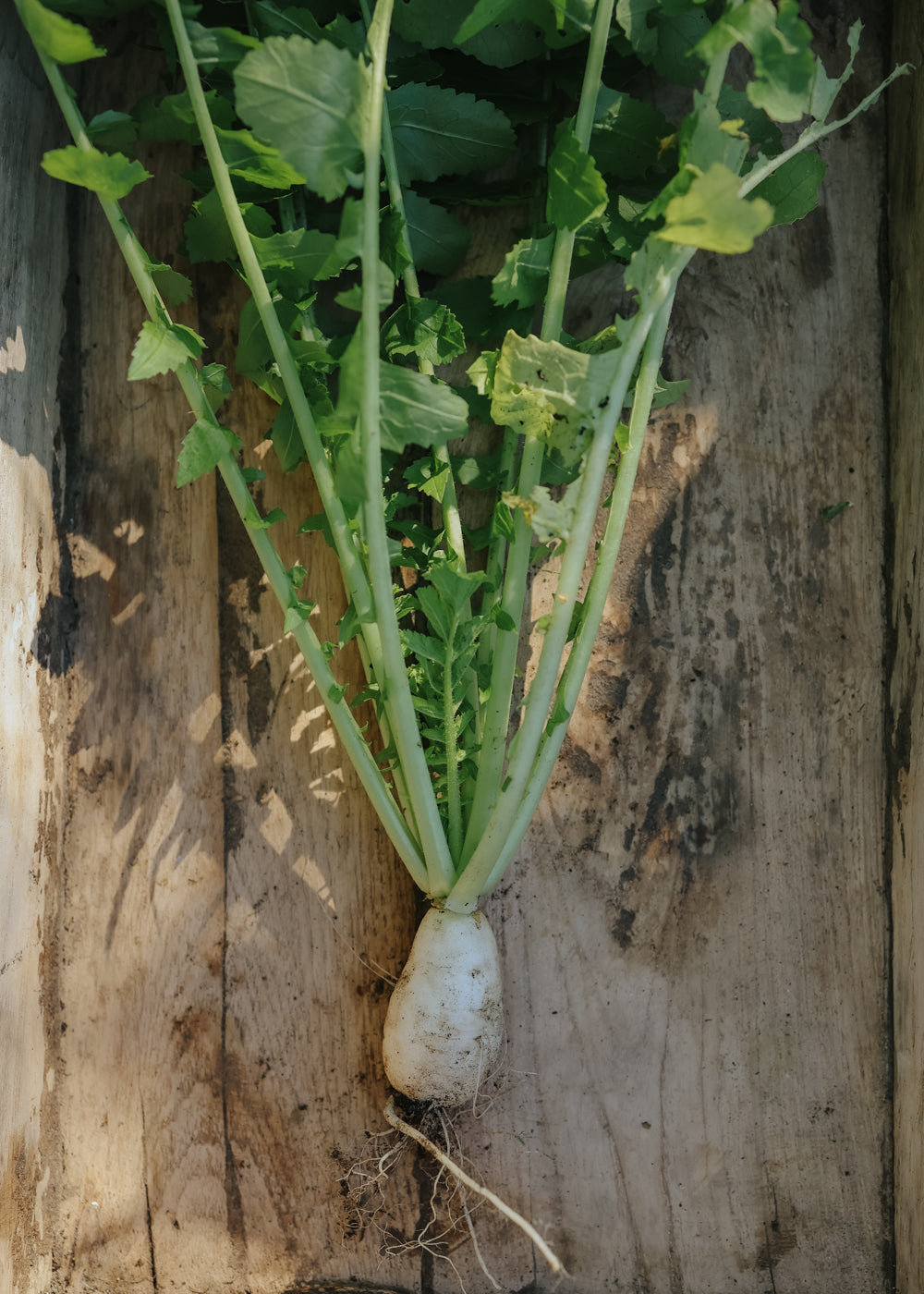 Radieschen - Rammenas Icon