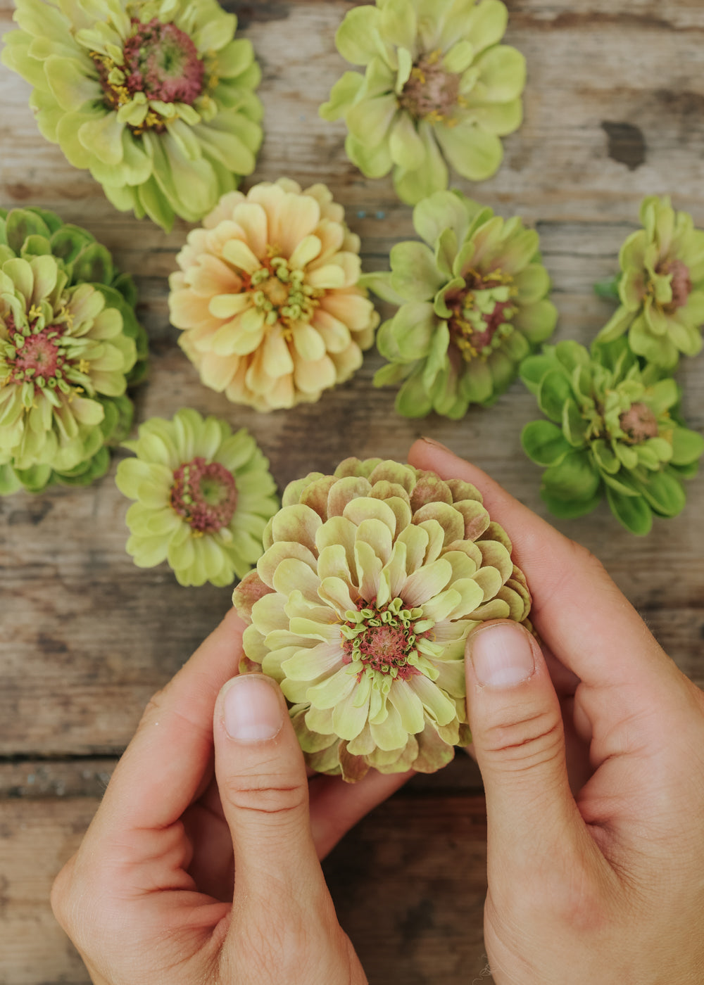 Zinnie - Queen Lime Blotch