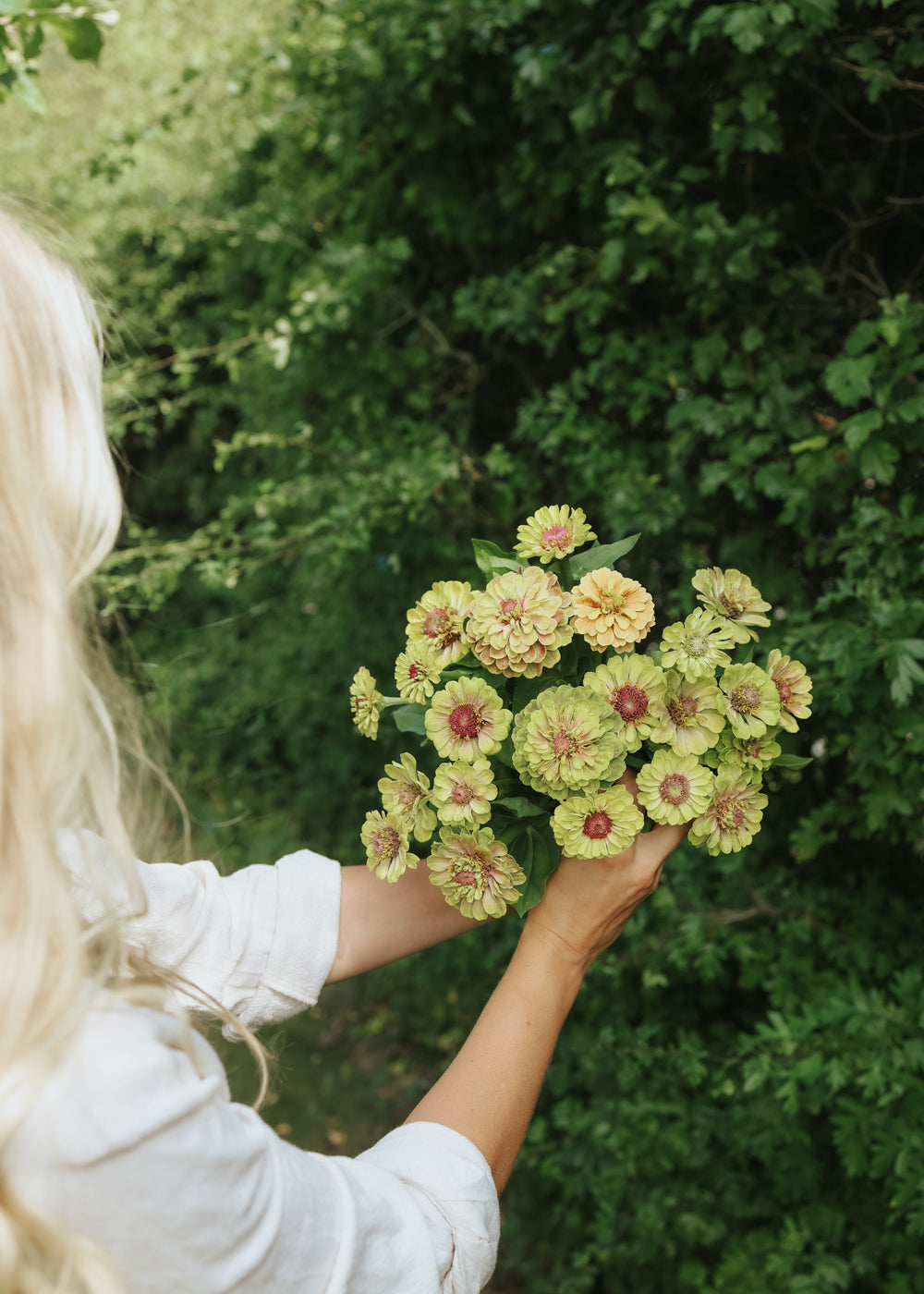 Zinnie - Queen Lime Blotch