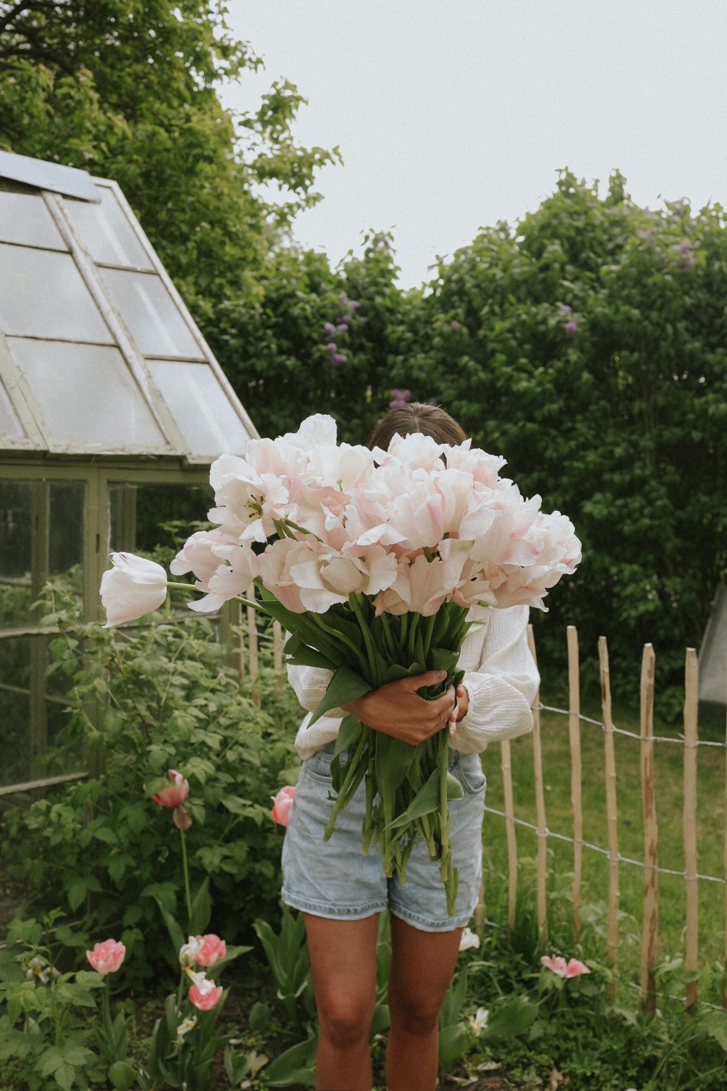 Tulip - Apricot Pride