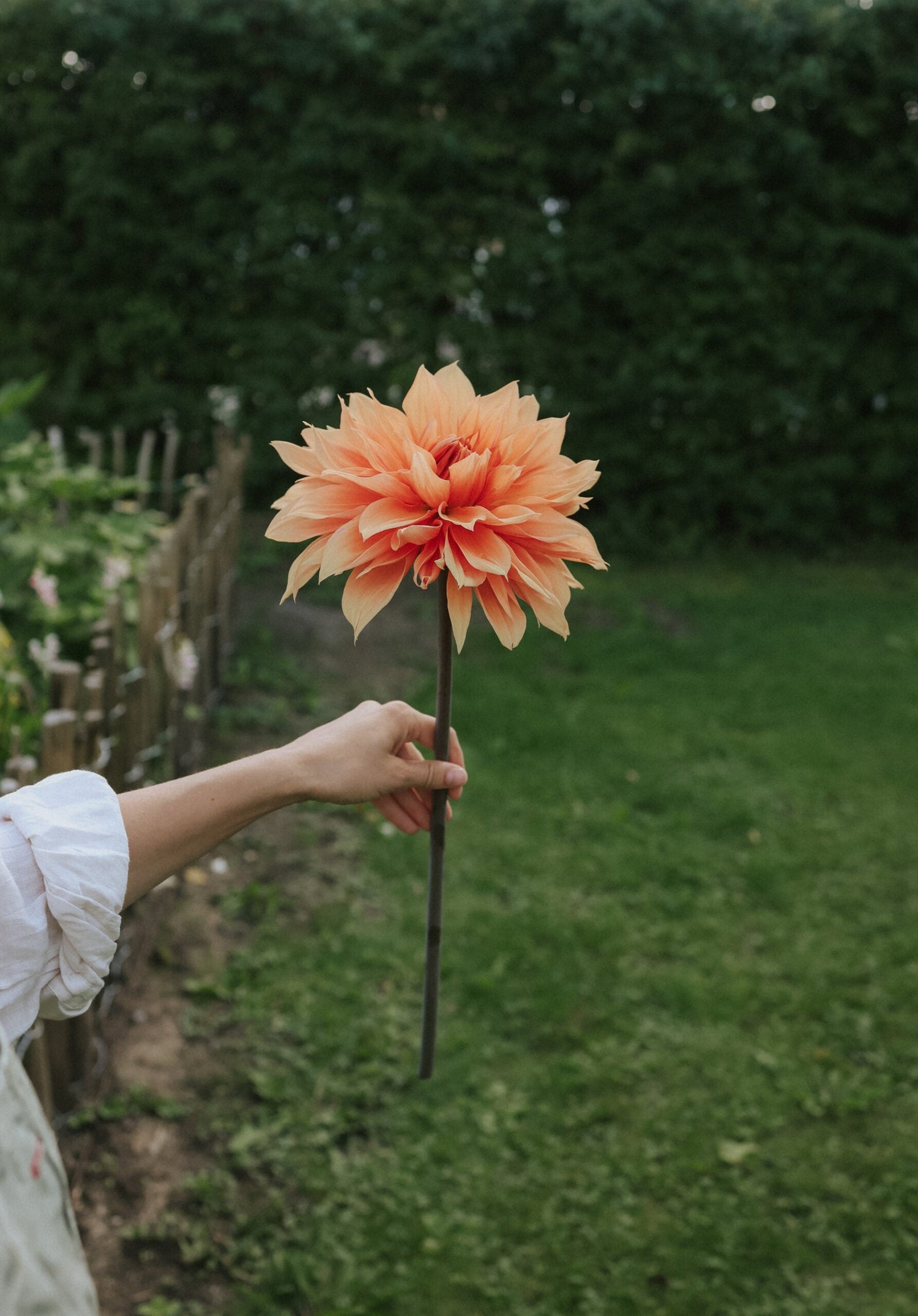 Dahlia - Babylon Bronze