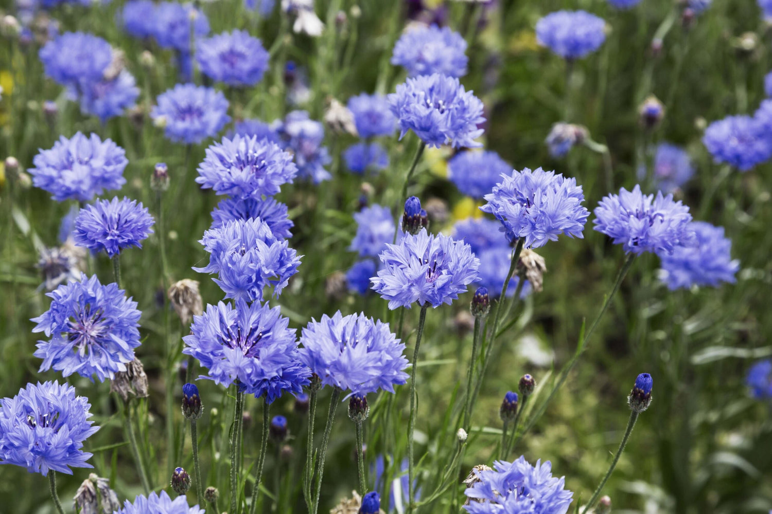 Cornflower - Blue Ball ECO