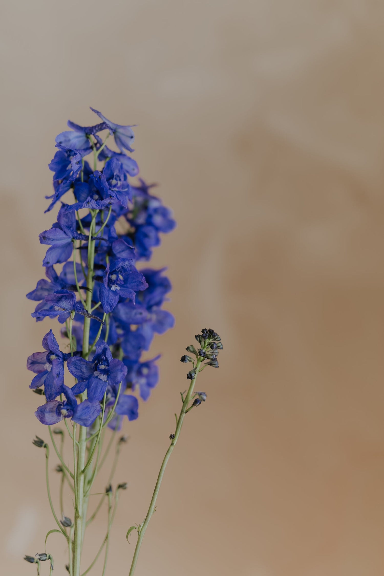 Riddarsporre - Blue Spire